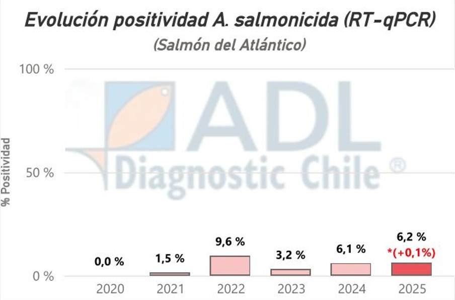 Aeromonas salmonicida.jpg
